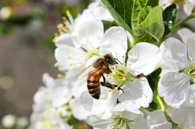 Emerging Infectious Diseases in Bees: A Looming Threat to Global Economies