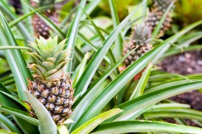 Pineapple sauces steal the show in salads and stir-fries.