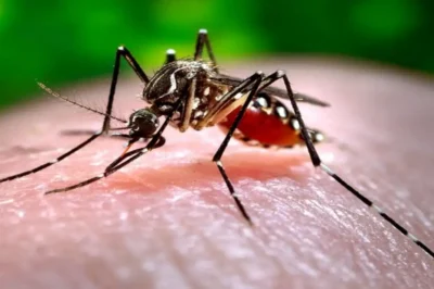 An increase in deaths due to Japanese encephalitis has been observed in Assam.